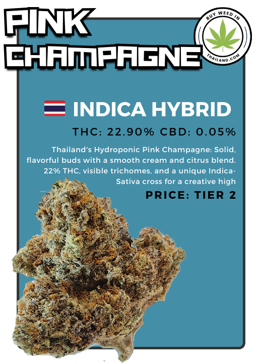 Poster with details about the Pink Champagne Cannabis Strain which can be ordered in Thailand